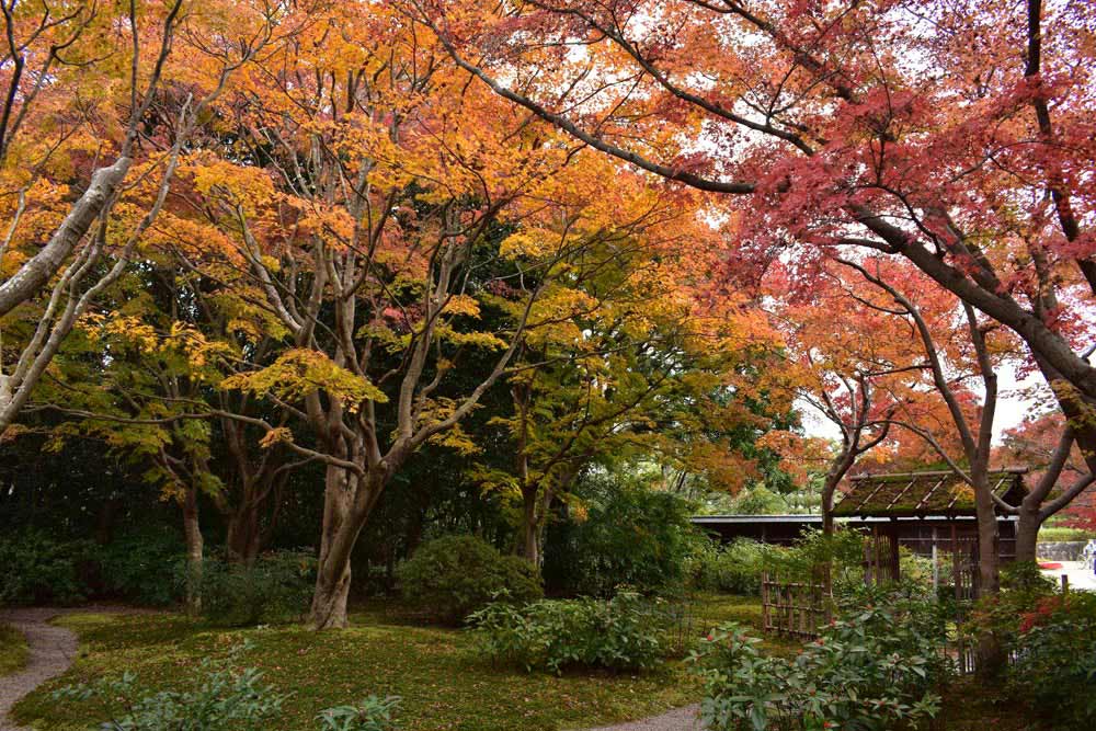 庭園茶室と紅葉写真