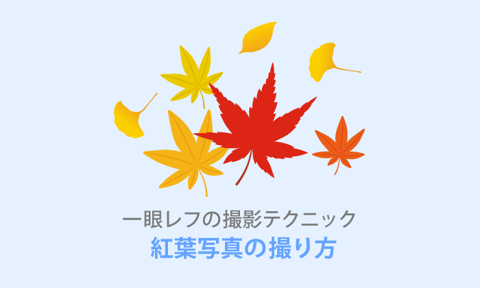 【紅葉の撮り方】6つの撮影テクニックと一眼レフの設定